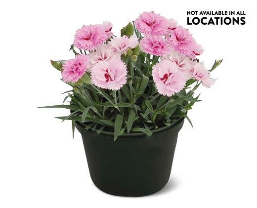 Spring Perennial Assorted Varieties