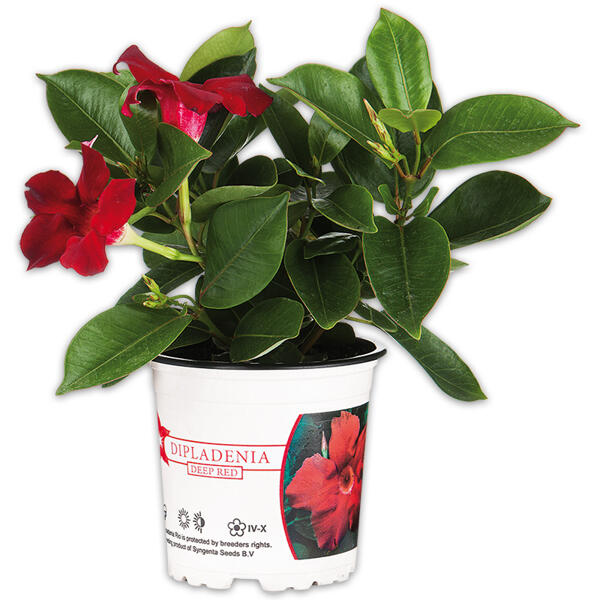 Dipladenia