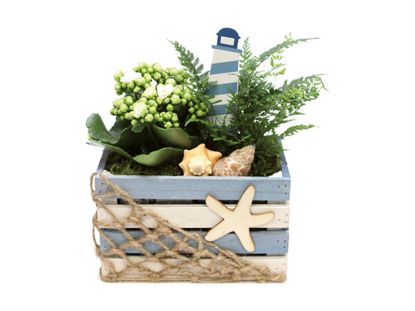 Kalanchoé dans une cagette en bois