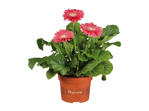 Potted Gerbera