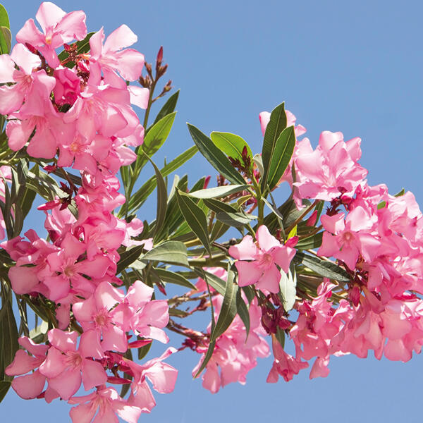 Oleander Midi