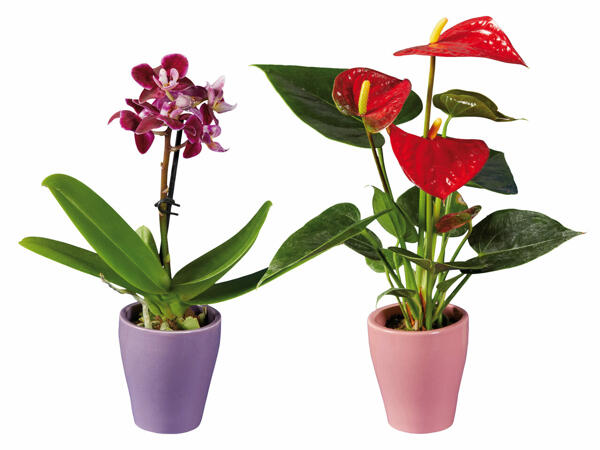 Plante decorative mini, în vas ceramic