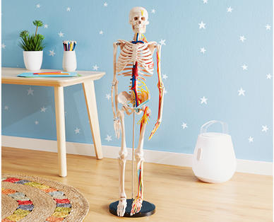 Human Skeleton Model 85cm