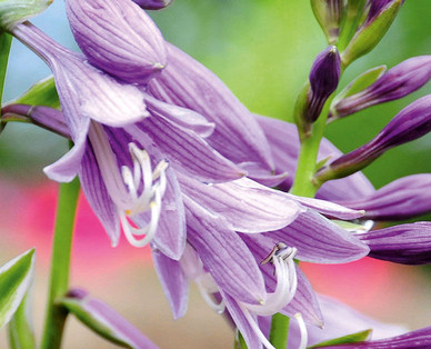 Hosta