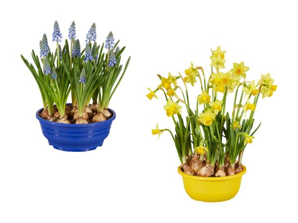Blomsterløg i skål