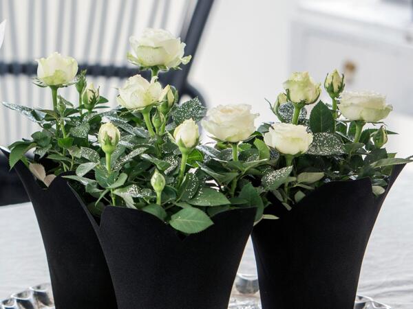 Nytårsrose med glimmer