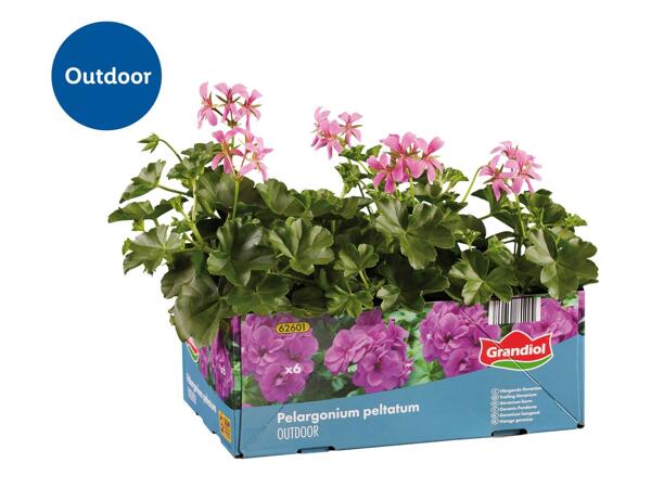 Trailing Geraniums