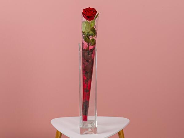 Premium Single Red Rose
