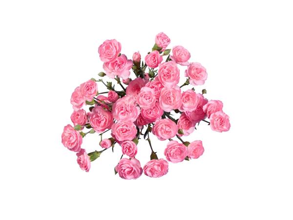 Spray Carnations