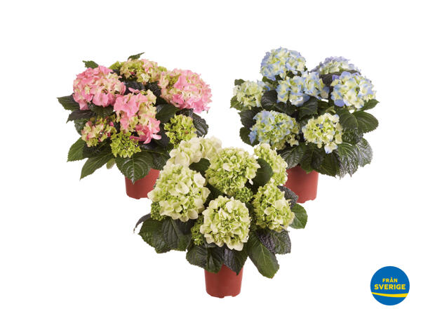 Hortensia