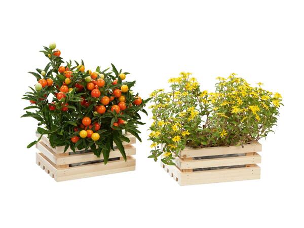 Wooden Planter Assortment