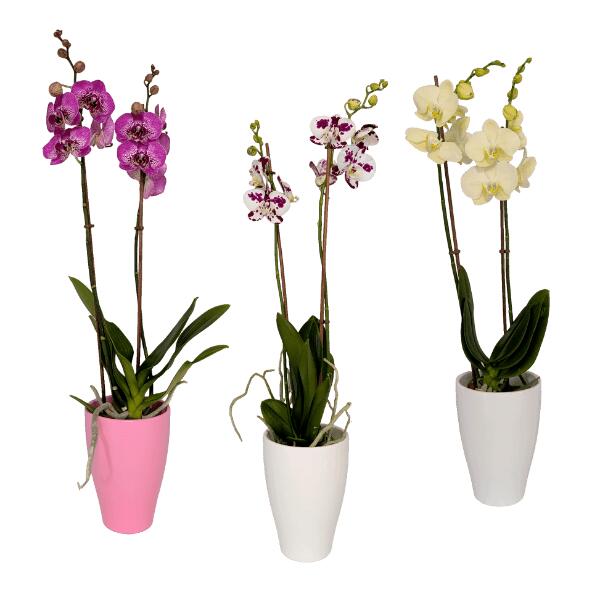 Orchidée de Saint-Valentin