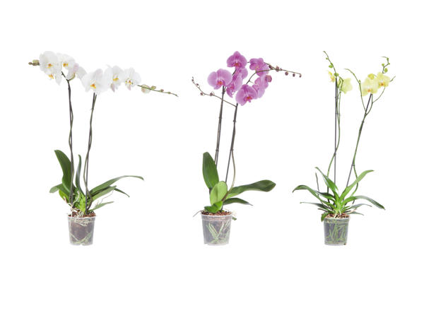 Phalaenopsis XXL