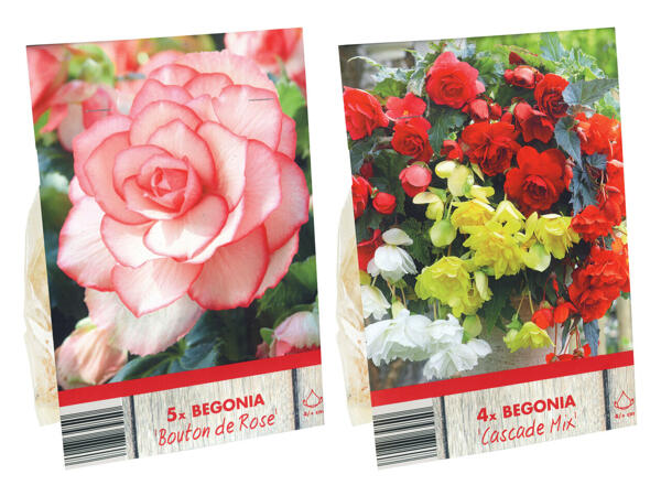 Blumenzwiebel Begonien