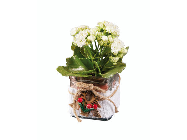 Kalanchoé dans un vase en verre