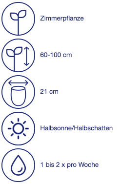 Solitärpflanze