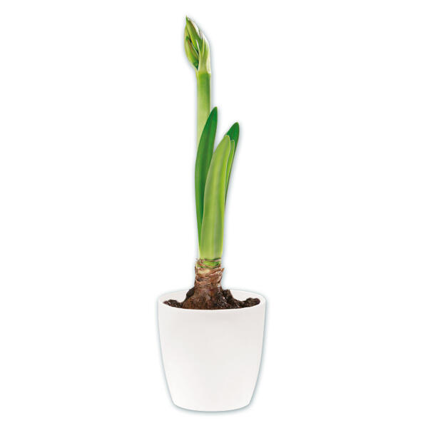 Amaryllis