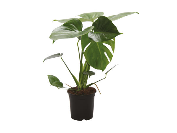 Monstera