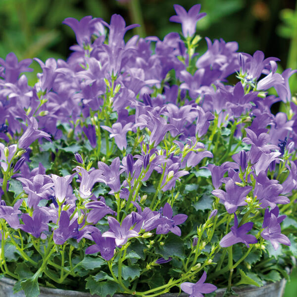 Campanula "Dark Take Blue"