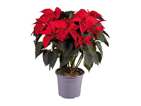 Large Poinsettia