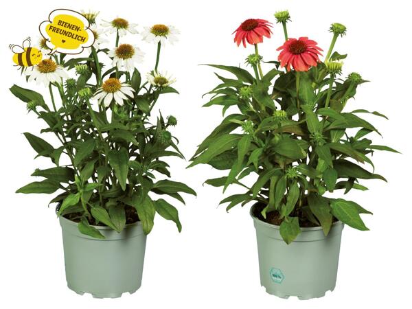Echinacea (Sonnenhut)