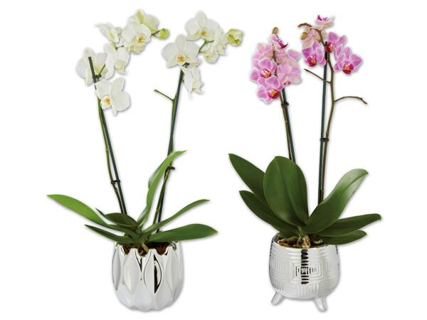 Orchidee 2-Trieber im silbernen Keramiktopf