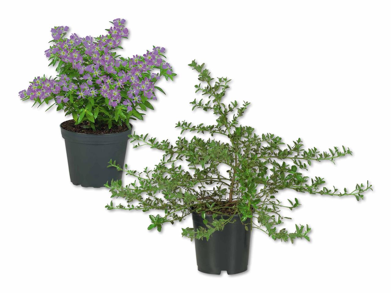 Plante à floraison précoce