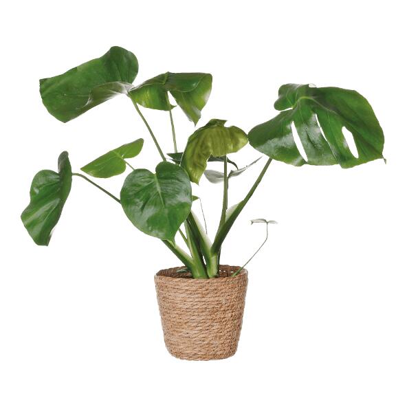 Plante solitaire