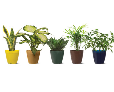4" Foliage Assortment