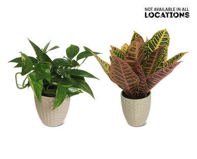 5" Foliage