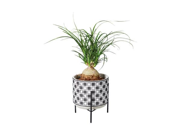 Easy Care Stand Plant