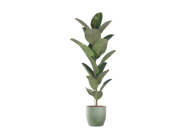 Stor grøn plante