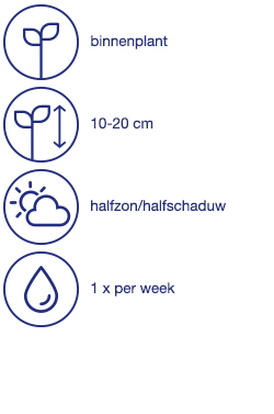 Hyacint