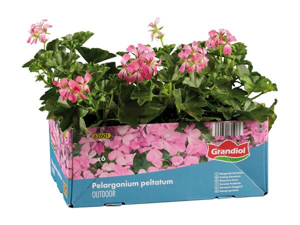 Trailing Geranium