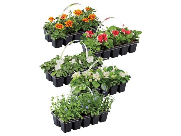 Sommarblommor