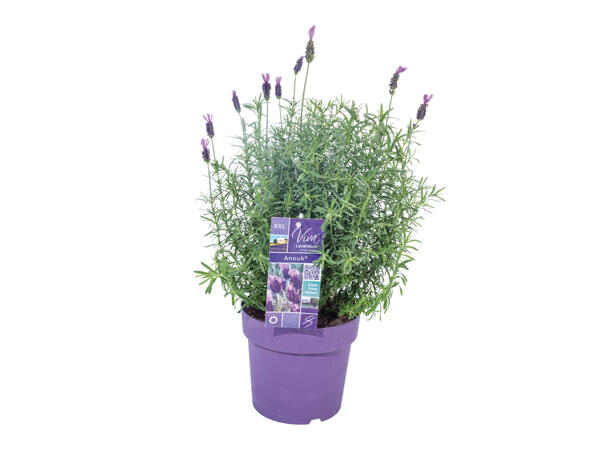 French Lavender