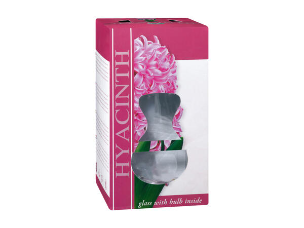 Hyacinths