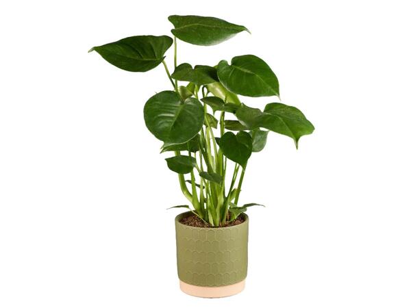 Monstera