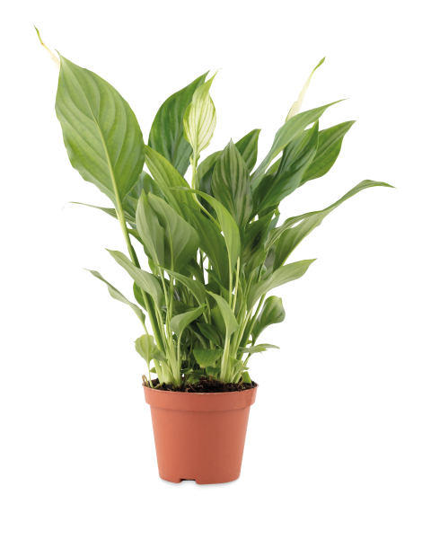 Healthy Living Plants