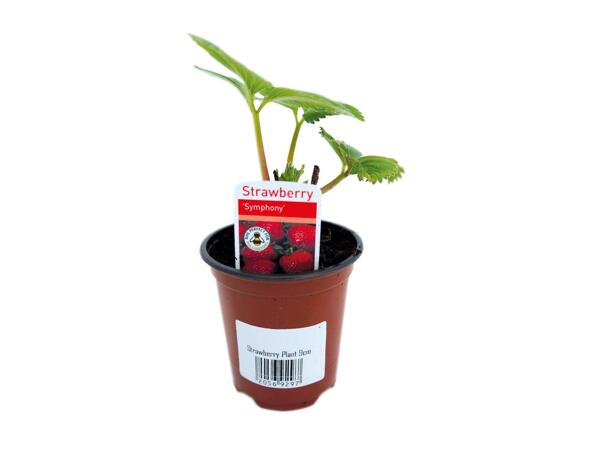 Strawberry/ Tomato Plant
