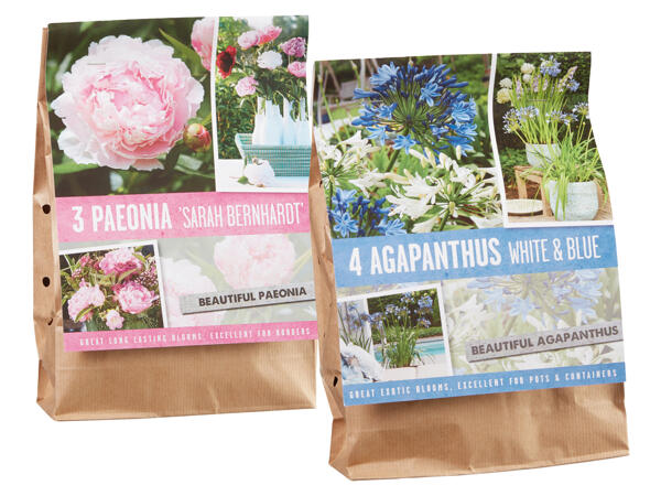 Beautiful Garden Plants