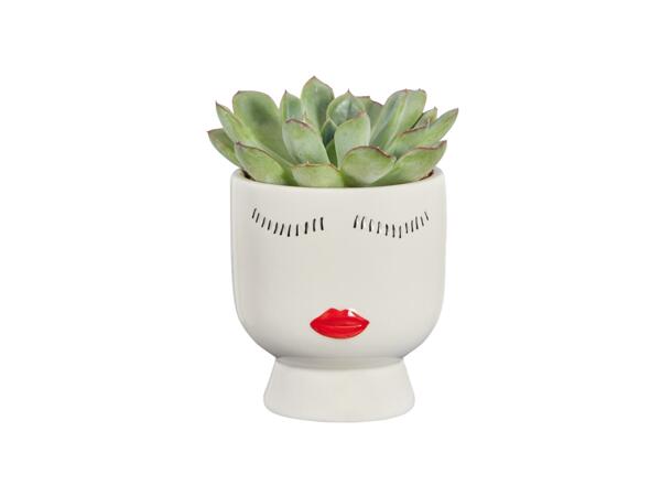 Vetplantje in pot