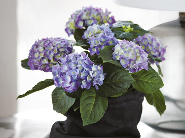Hortensia