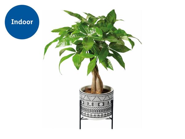 Easy-Care Houseplants