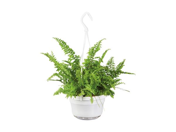 Indoor Hanging Basket