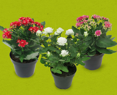 Topfrose, Kalanchoe