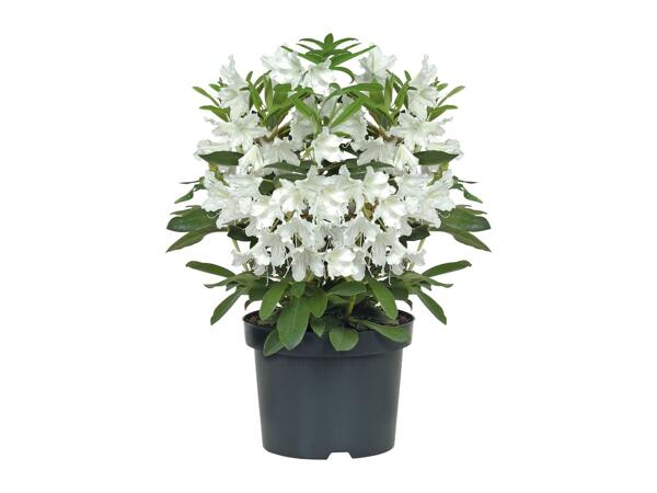 Rhododendron