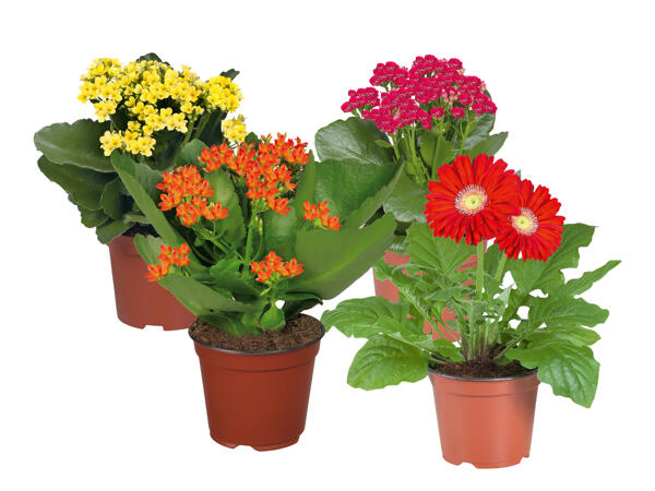 Flowering Plants