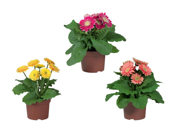 Gerbera