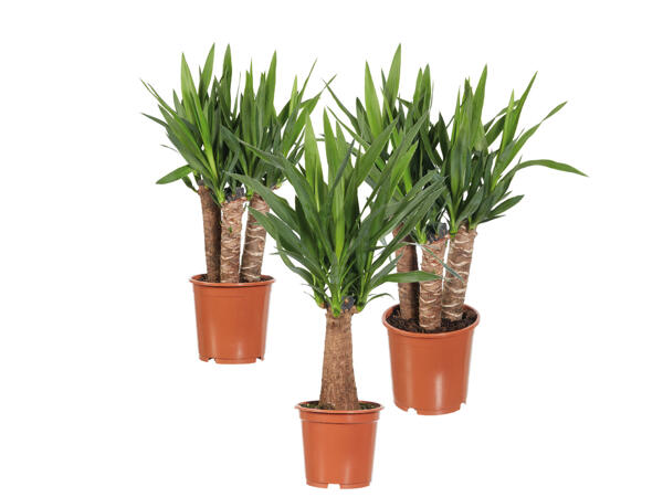 Yucca